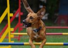 Agility Just for fun August 2015